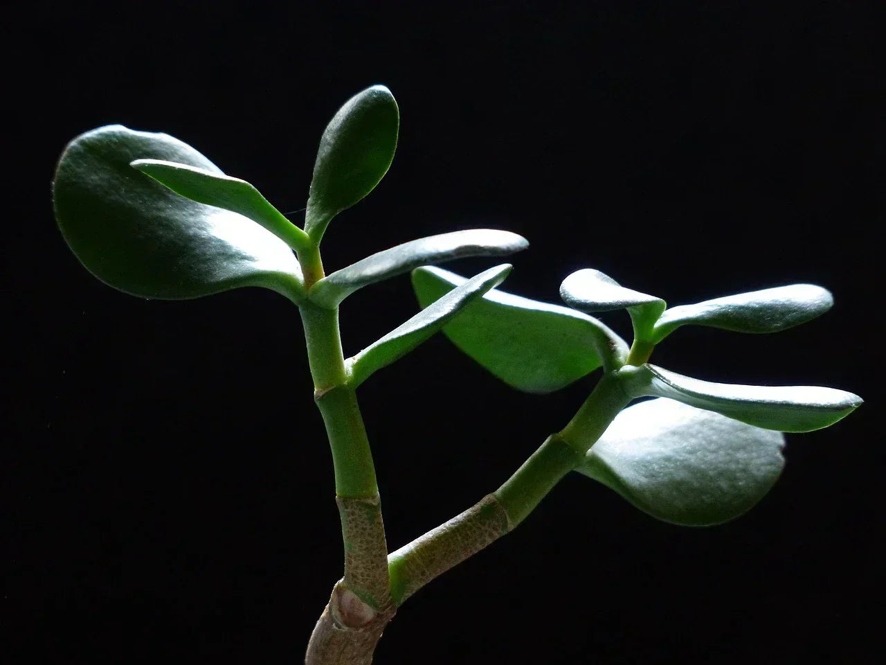 A jade plant with thick, glossy green leaves is illuminated against a dark background, highlighting its vibrant foliage and creating a serene, minimalist vibe.