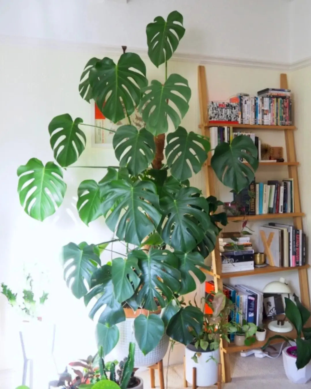 How Much Light Does a Monstera Actually Need?