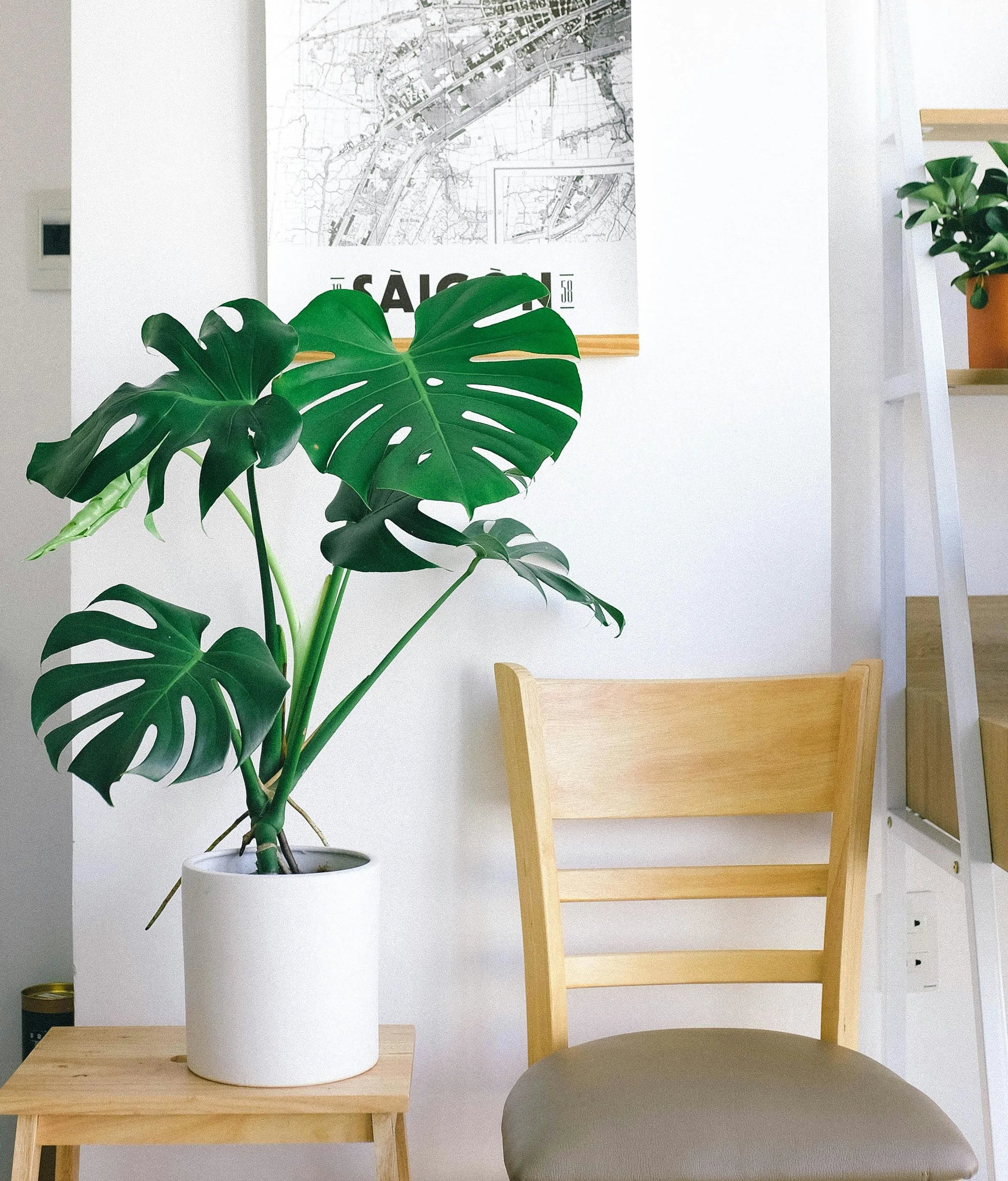 Monstera 101: Care, Pruning, and Propagation for Healthy Plants