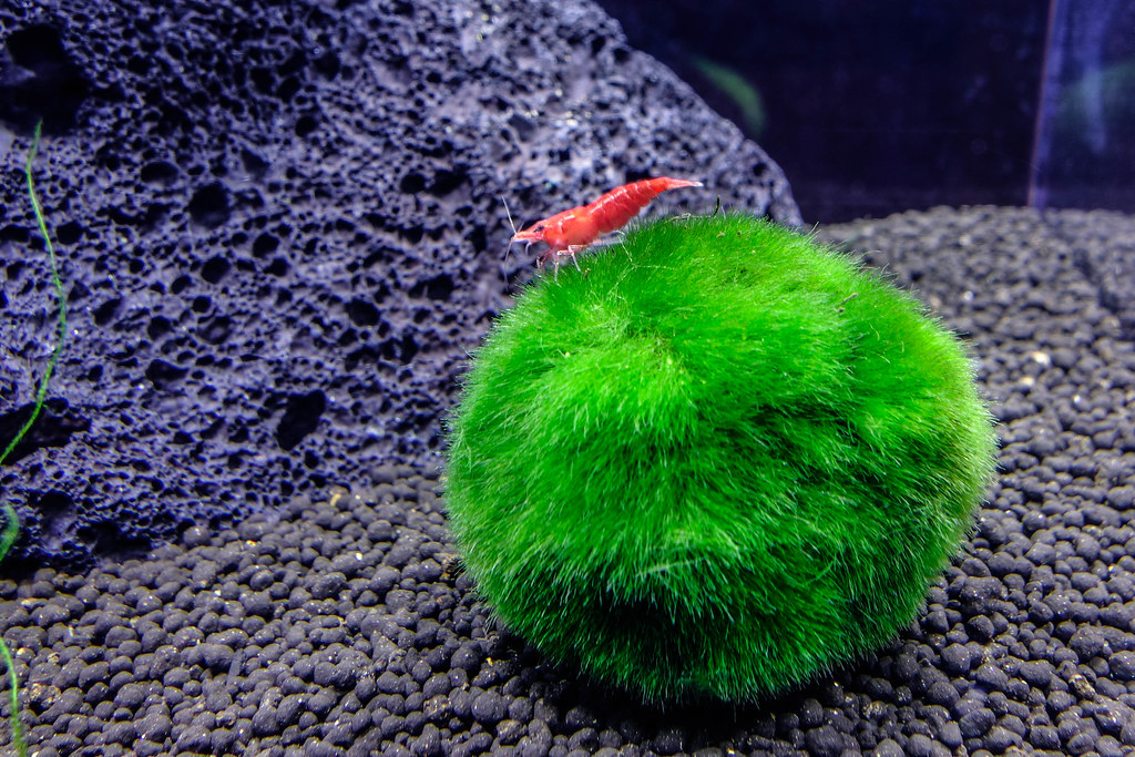 What are they!? – Moss Ball Pets™
