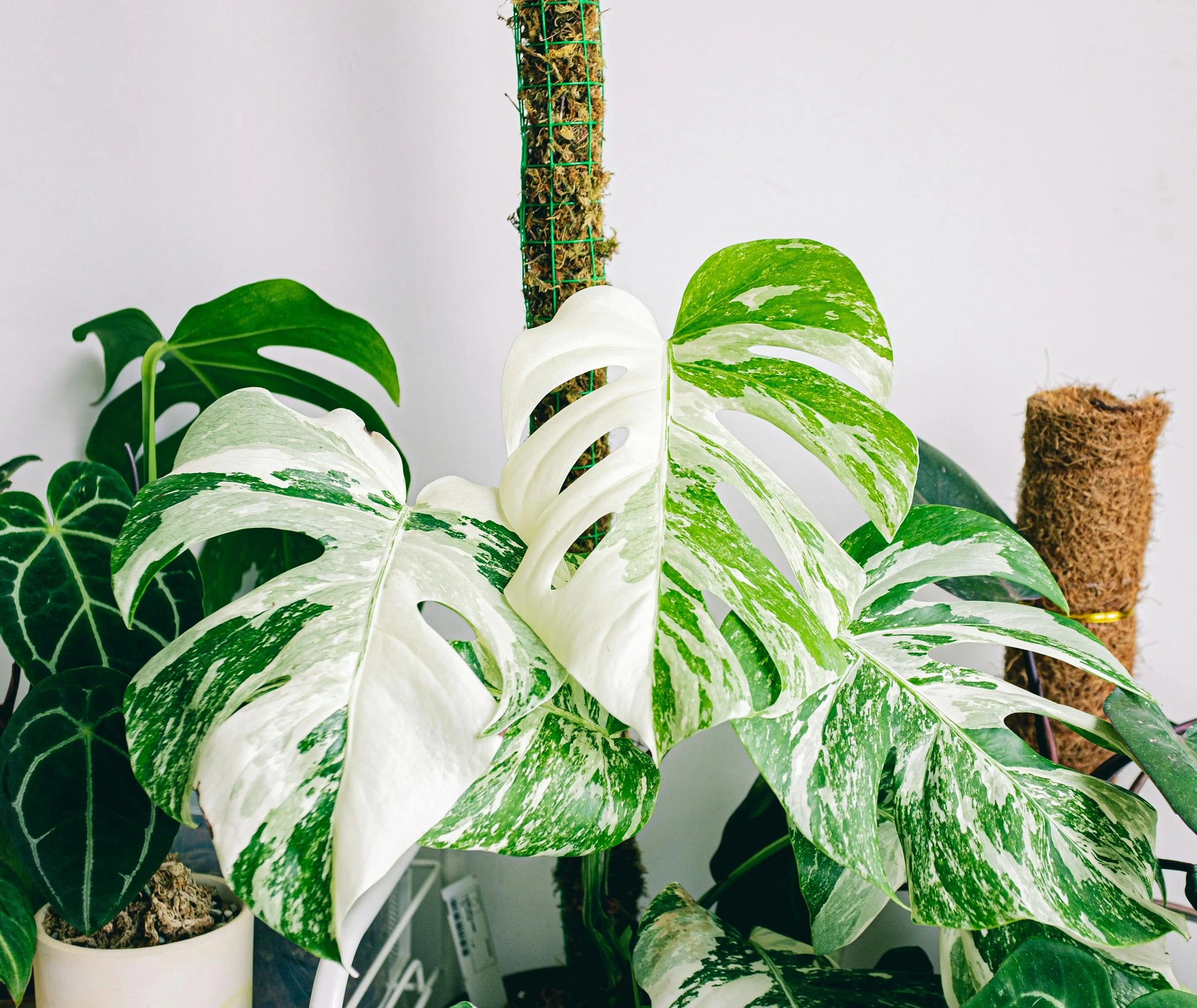 The 10 Most Expensive Houseplants 2024