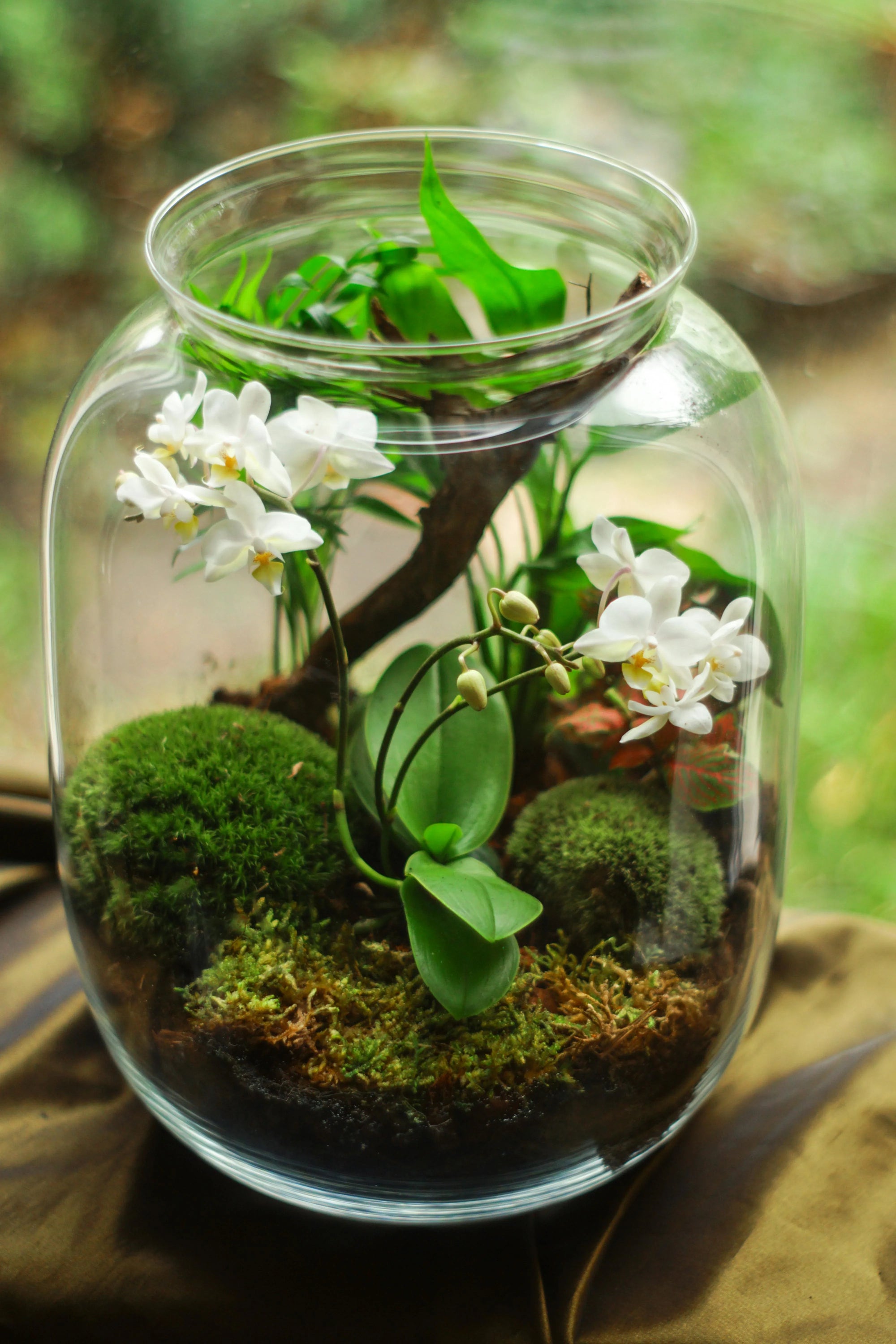 Terrariums and the Answers to Indoor Plant Care