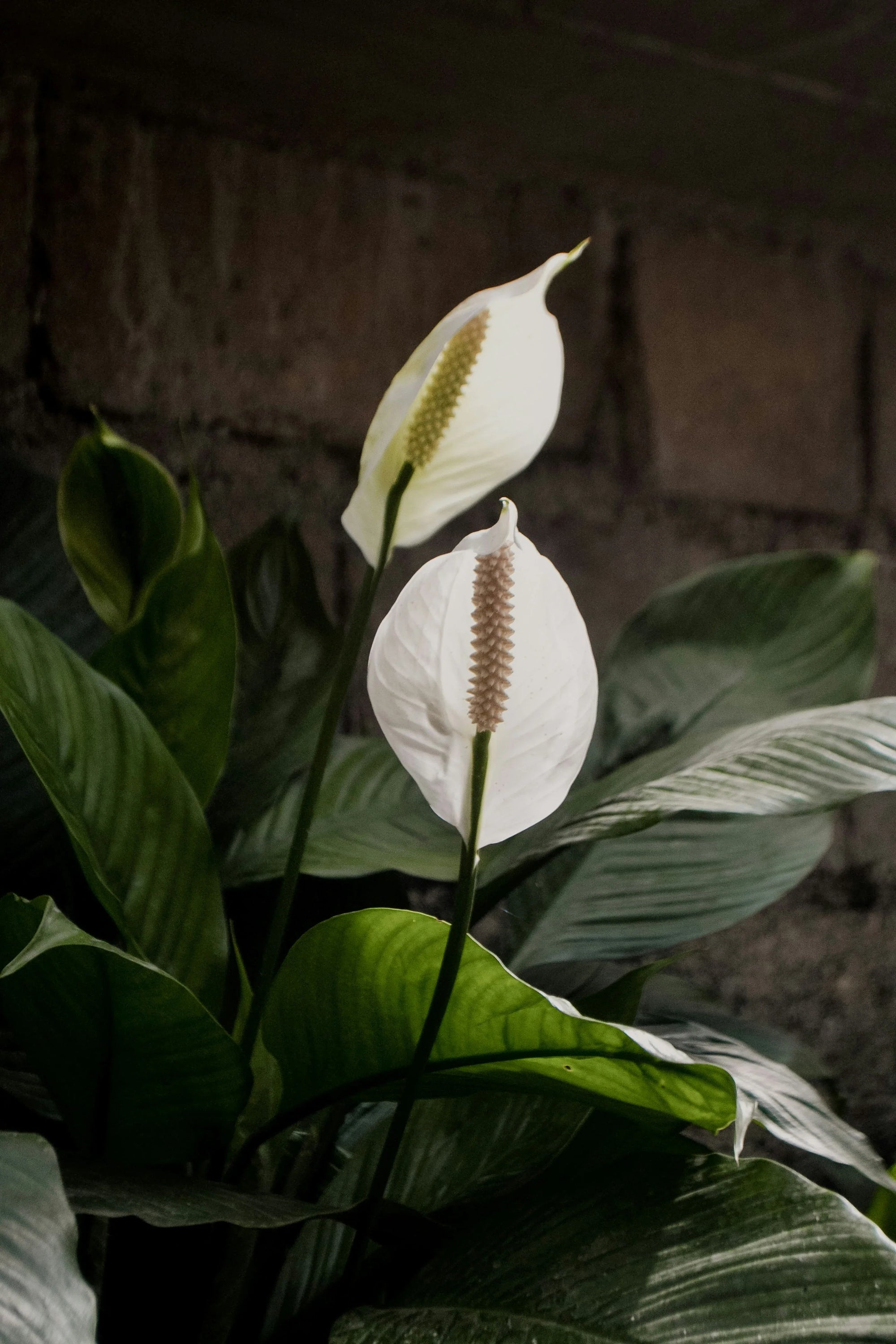 Why Are Peace Lilies So Hard to Take Care Of?