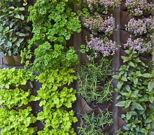Choosing plants for your living wall? 10 Perfect Plants To Mix And Match