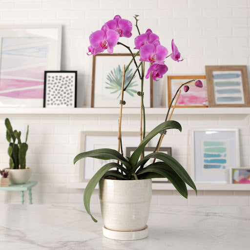 Ultimate Phalaenopsis Orchid Growing Guide