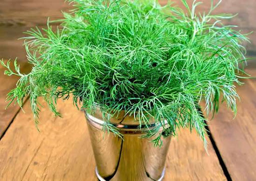 Best Herbs For Your Indoor Herb Garden