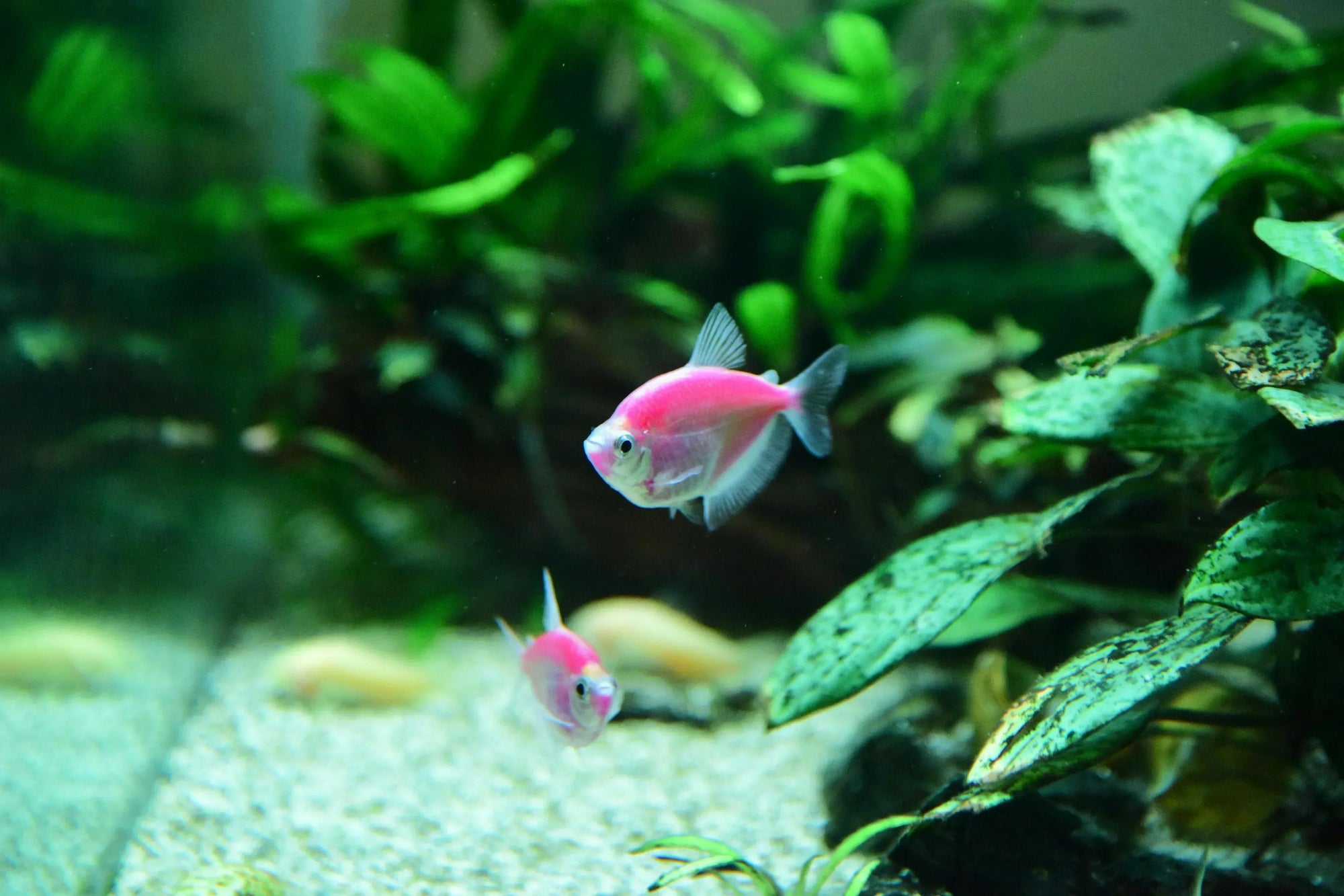 Shedding Light on Success: How to Use Supplemental Grow Lights for a Lush Planted Tank