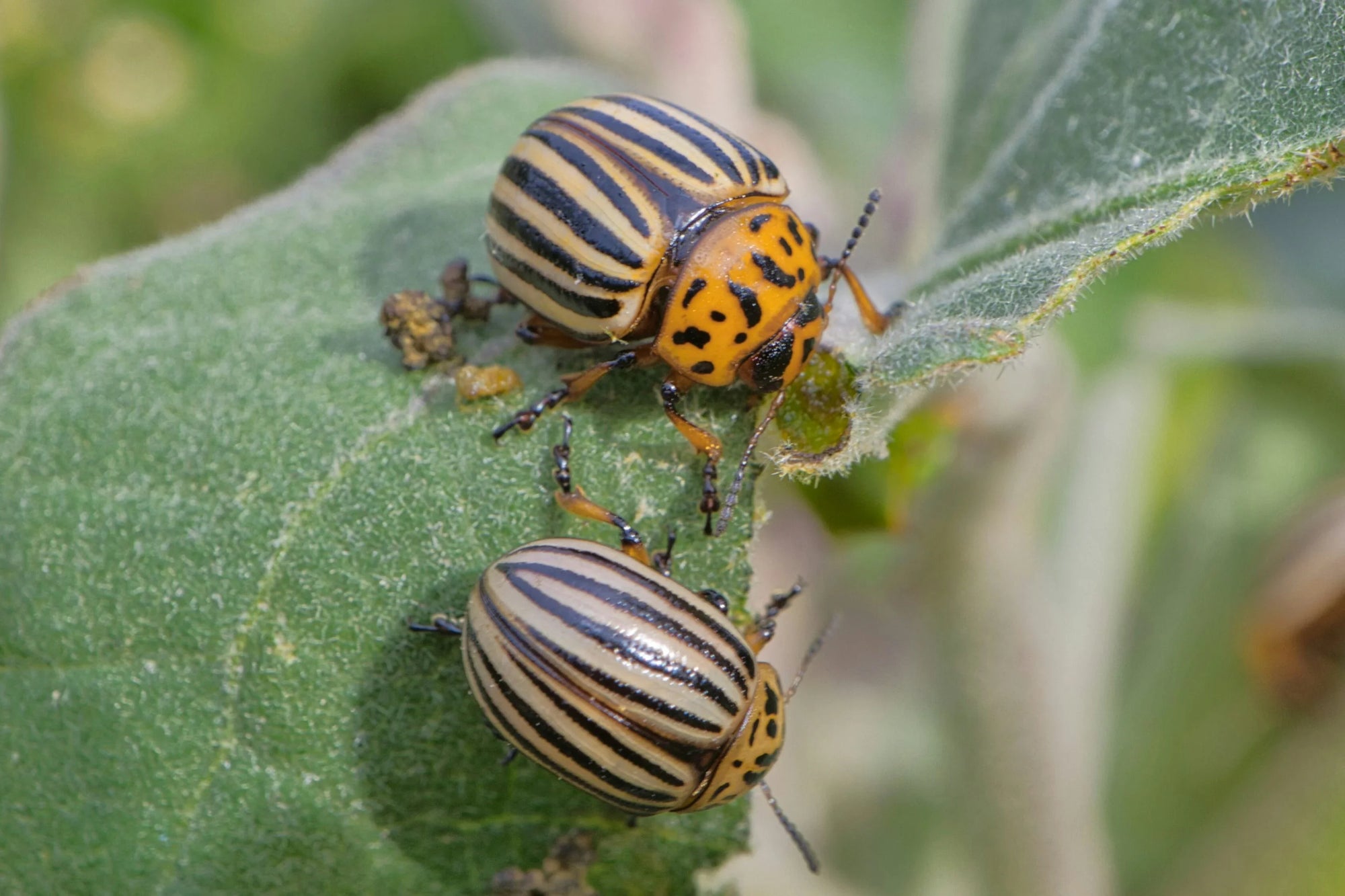 Two colorful striped beetles with orange and black patterns are perched on a green leaf. The scene conveys a sense of nature's detail and vibrancy.