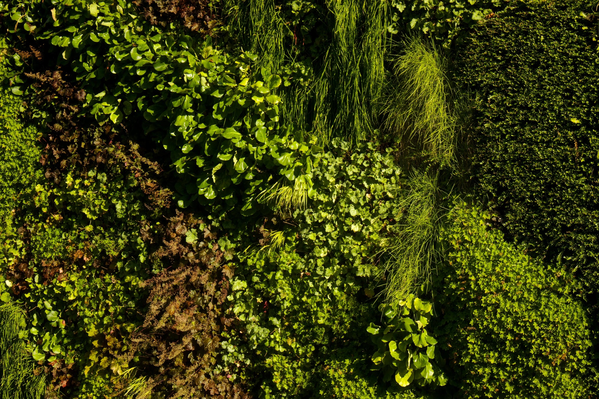 Choosing plants for your living wall? 10 Perfect Plants To Mix And Match