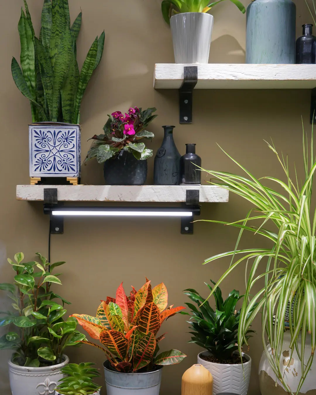Bird'S Nest Fern Care Indoors 