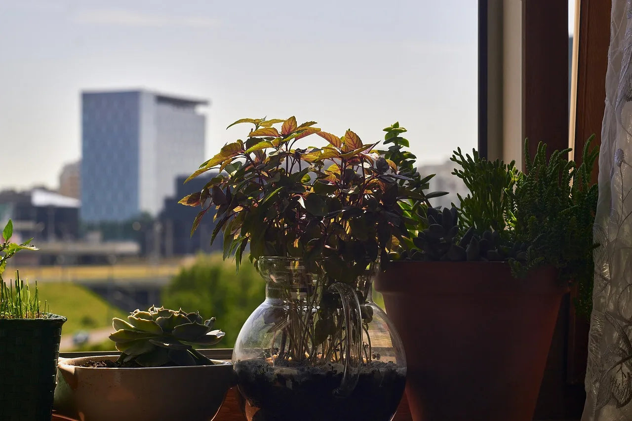 Potted plants on a sunny windowsill with a cityscape in the background. The scene feels calm, with light streaming through sheer curtains.