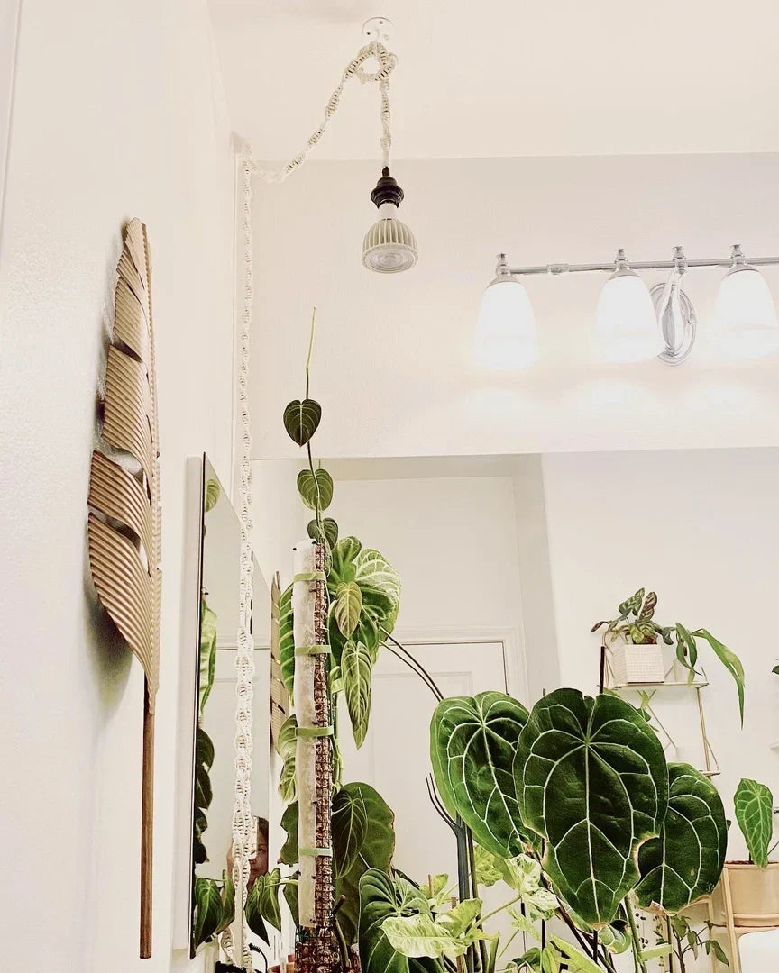 How Do You Decorate a Bathroom With Houseplants?