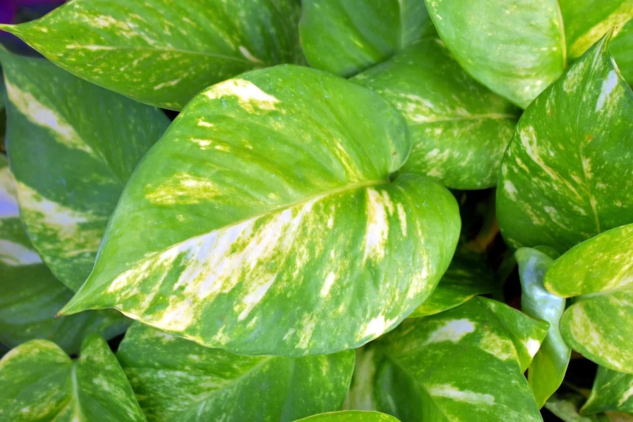 The Ultimate Guide to Pothos: How to Care for This Trailing Classic