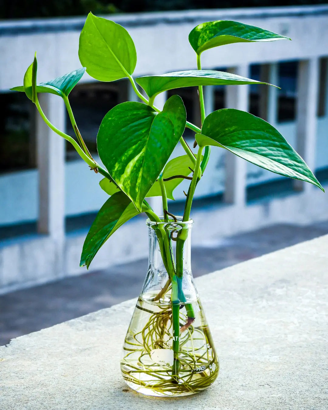 How to Propagate Pothos in Water