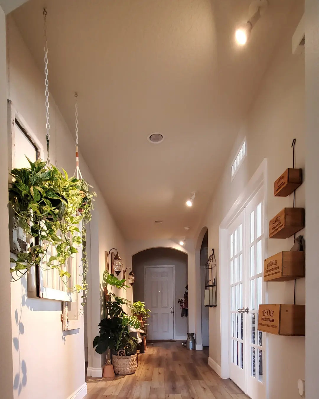 8 Must-Have Pothos Varieties: The Ultimate Guide to the Best Low-Maintenance Houseplants