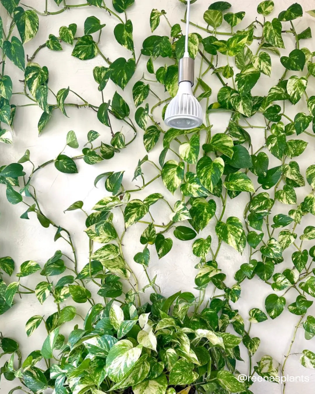 The Biological Power of Light: Helping Your Trailing Plants Thrive