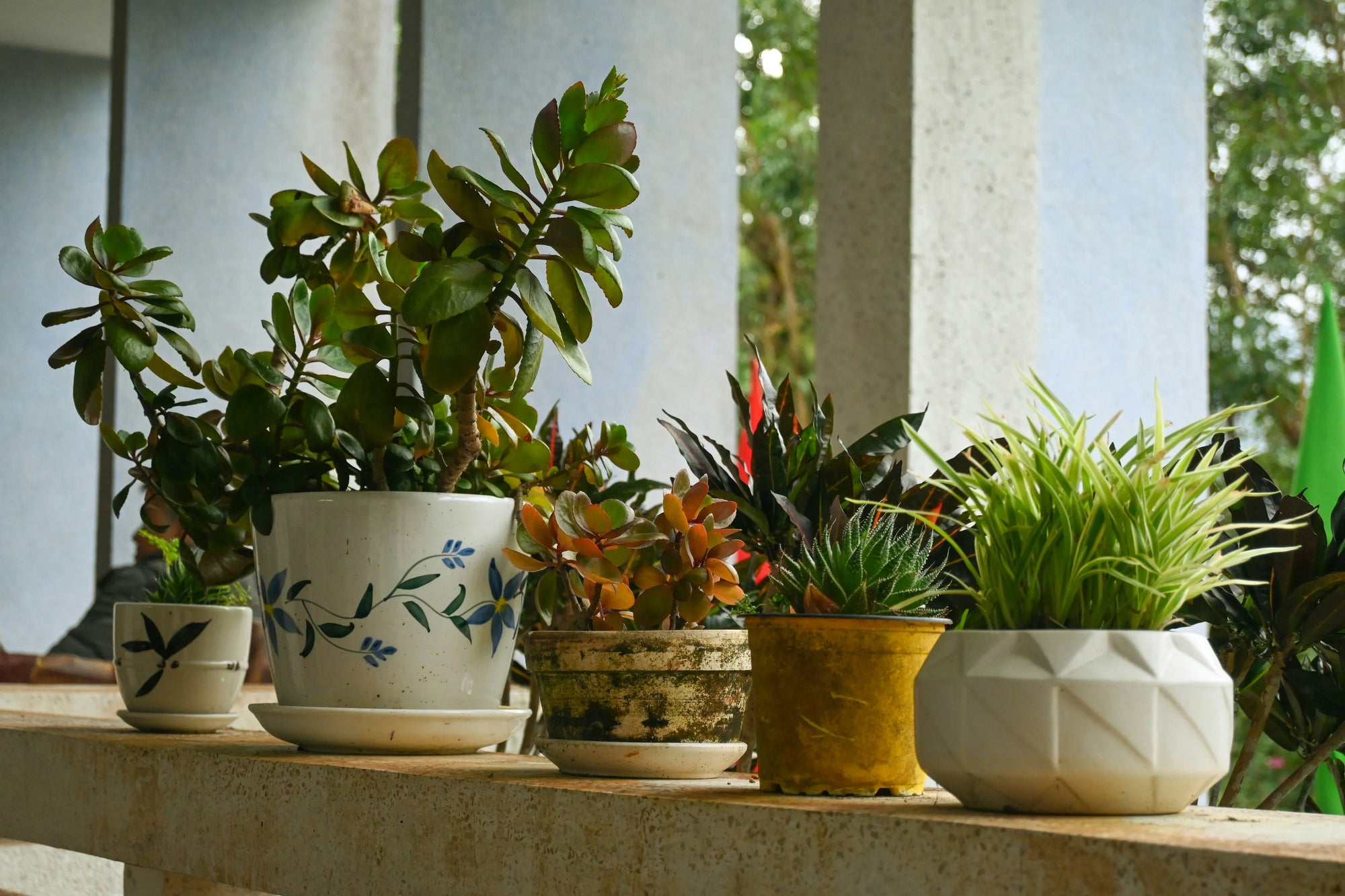 Top-Rated Self-Watering Pots for 2025