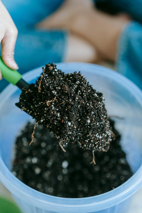 Spring Planting for Beginners: Indoor Plant Edition - Soltech