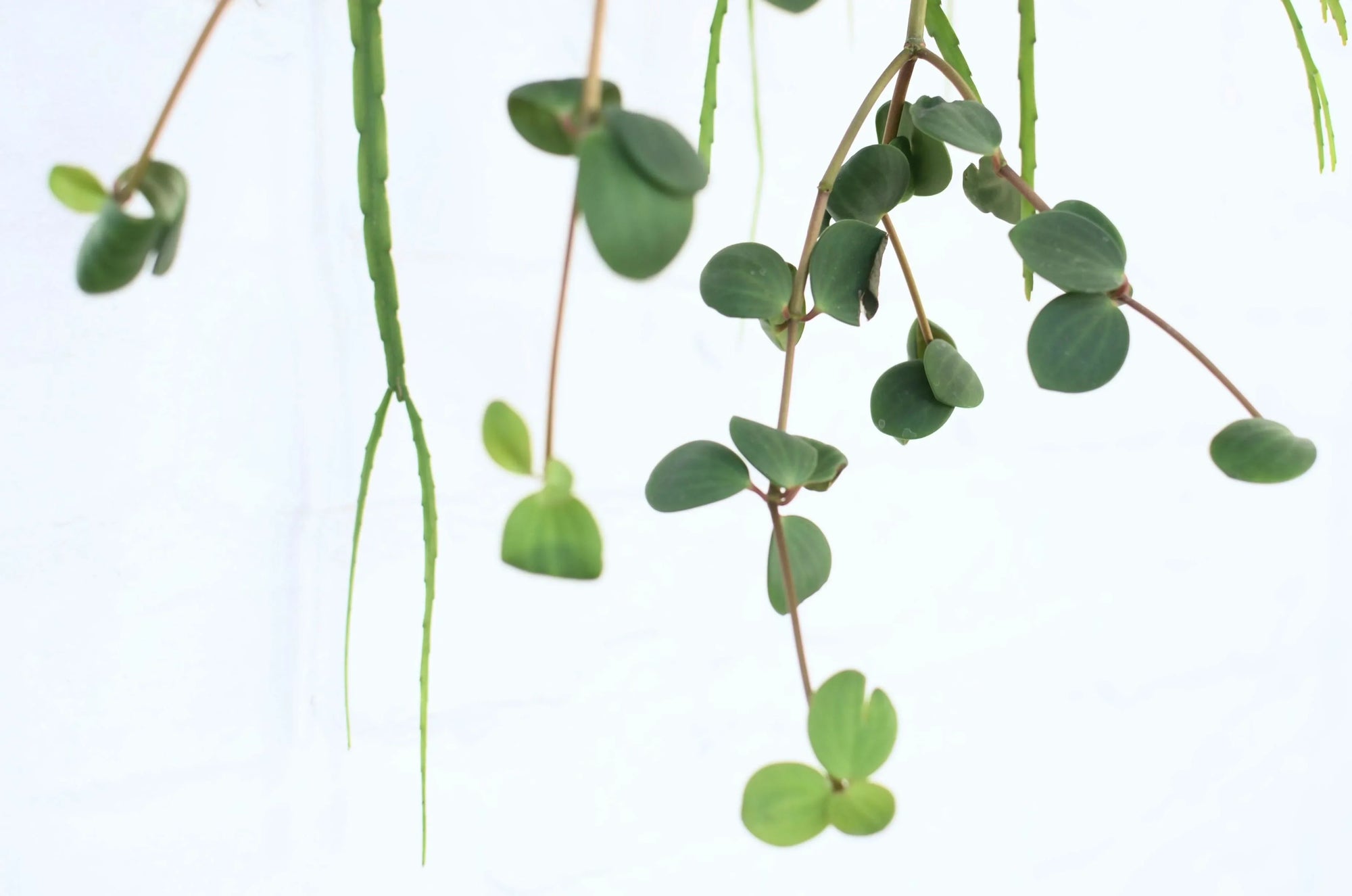 Plant Styling : Enhance Dull Space with Best Hanging Plants