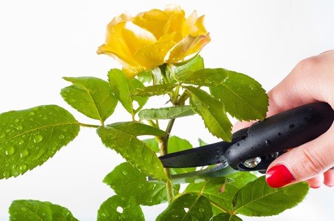 Pruning 101: How to Prune Your House Plants