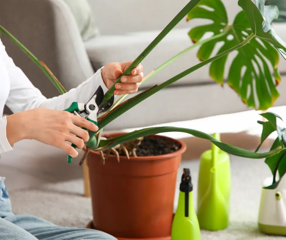 The Essential Toolkit for Thriving Houseplants