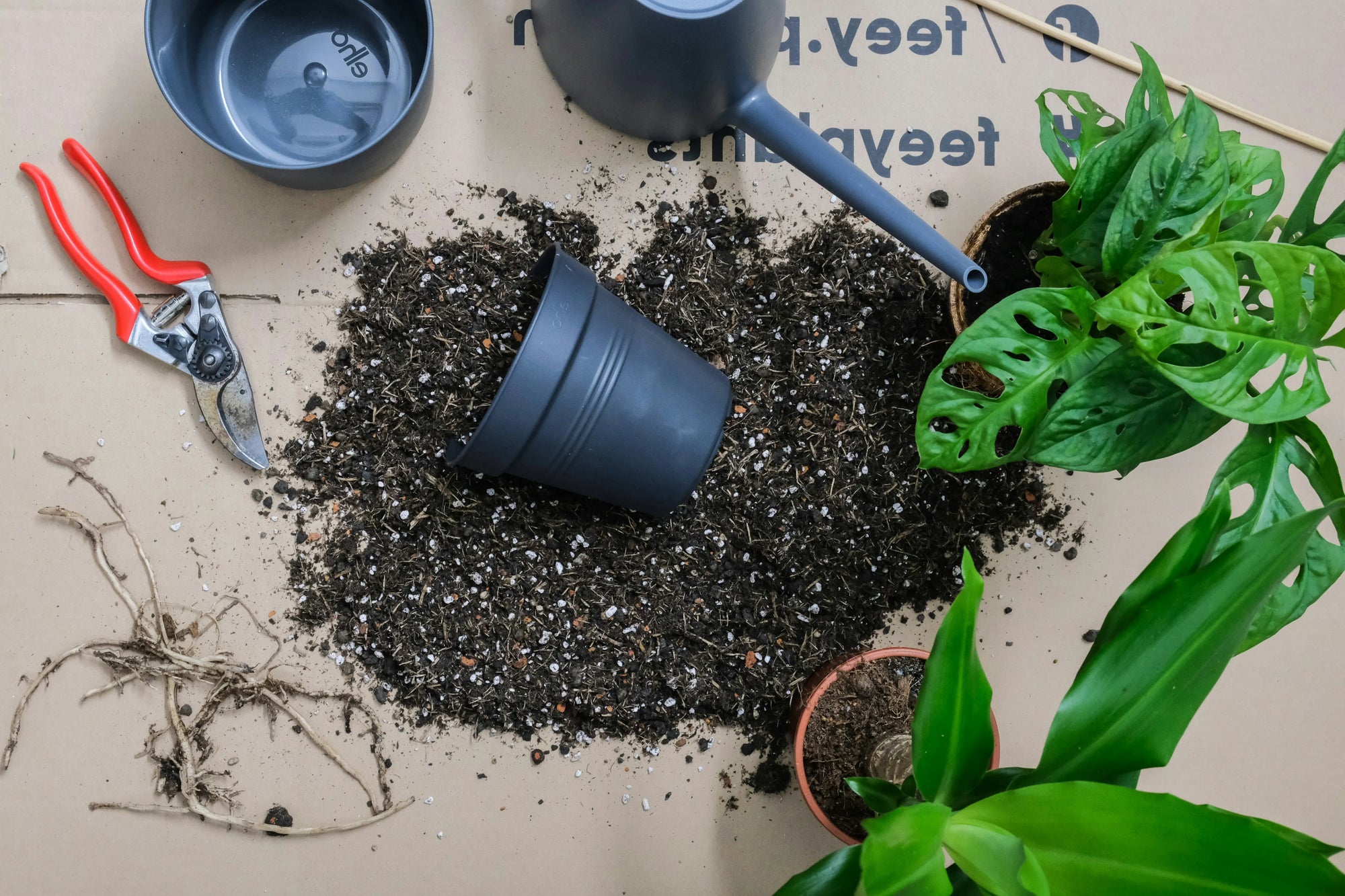 The Root of the Matter: A Guide to Choosing the Right Pot and Soil for Your Houseplants