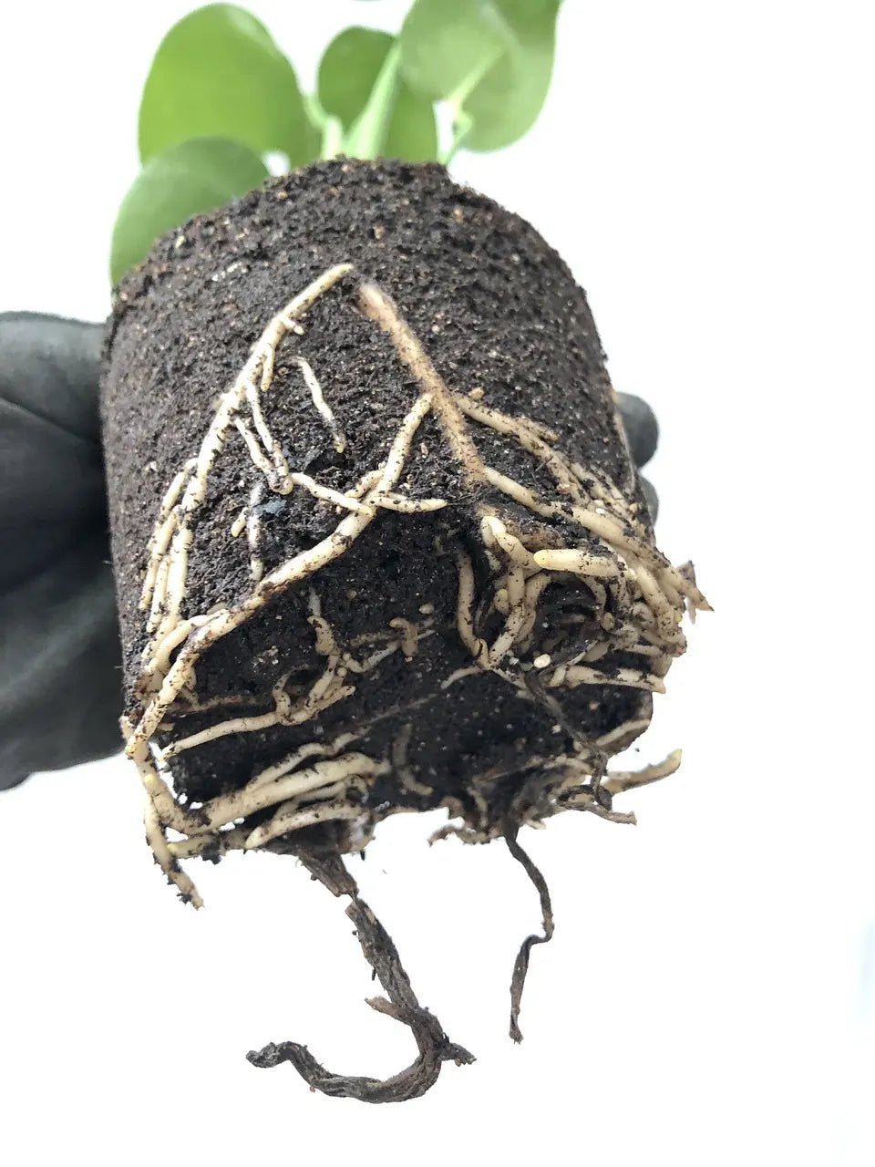 How to Save Your Houseplant: 7 Critical Signs of Root Rot You Can't Ignore