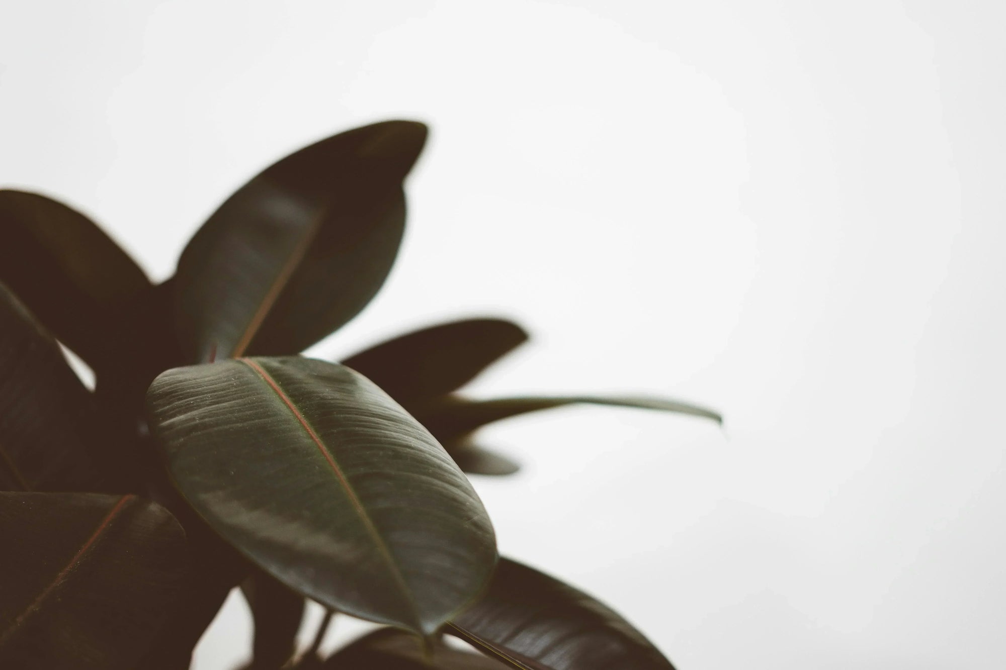 2026: Why This is Officially the Year of the Ficus