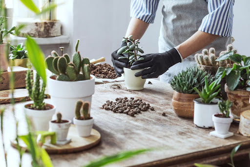 A Beginner's Guide to Caring for Succulents and Cacti
