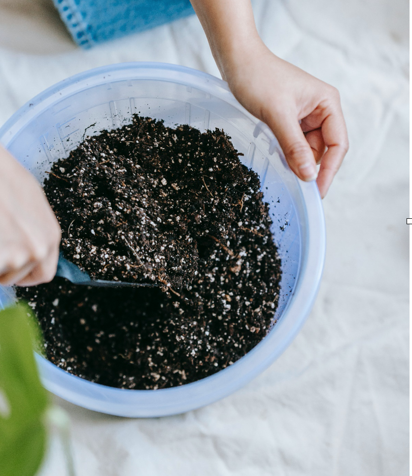 The Ultimate Guide to DIY Plant Food: 6 Easy DIY Houseplant Fertilizer Ideas