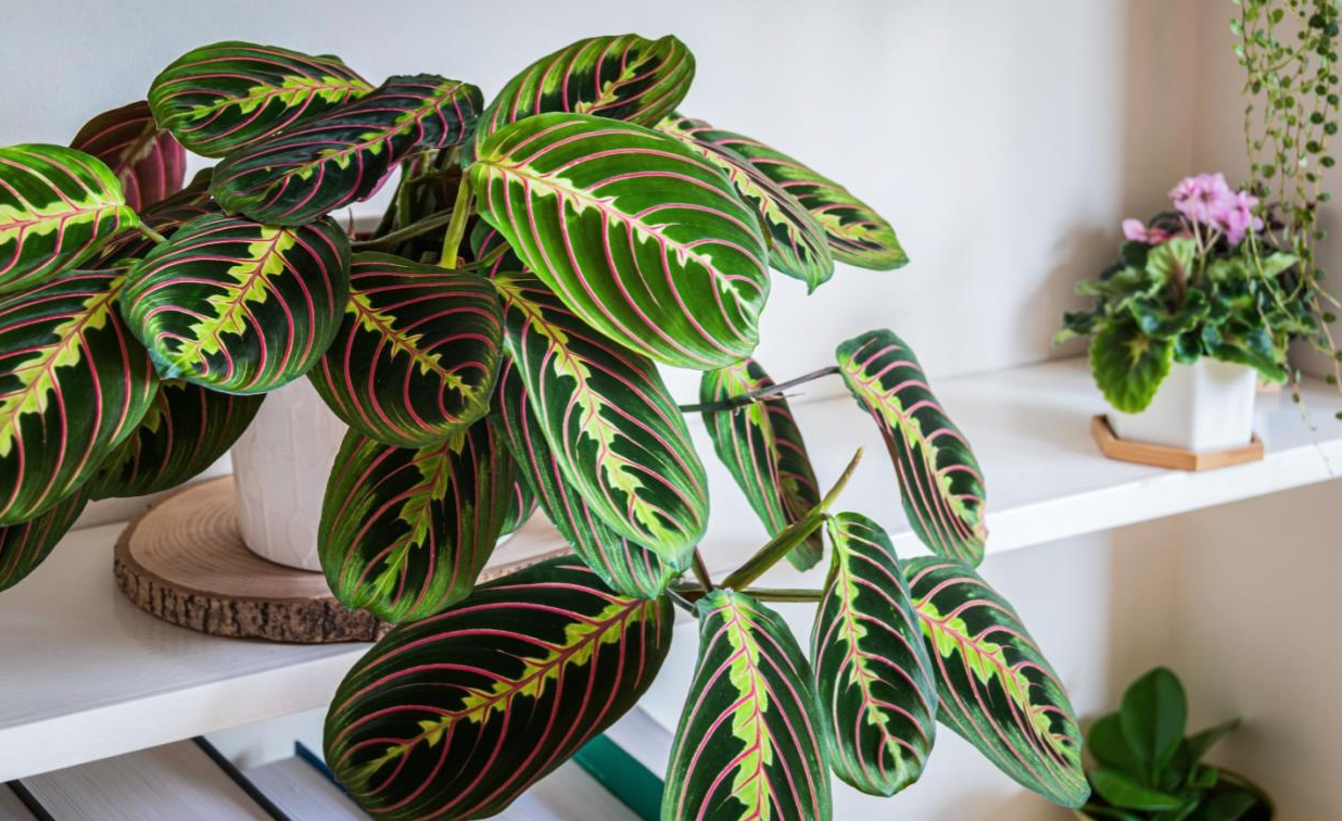 8 Stunning Houseplants with Colorful Foliage: Add Vibrancy to Your Home