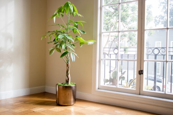Money Tree Growing Guide - Soltech