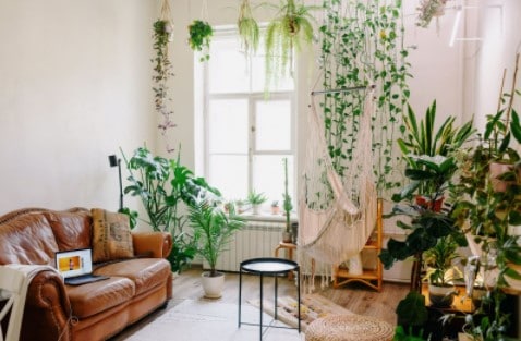 Omicron Variant Woes? Take Care of Your Mental Health with Indoor Plants
