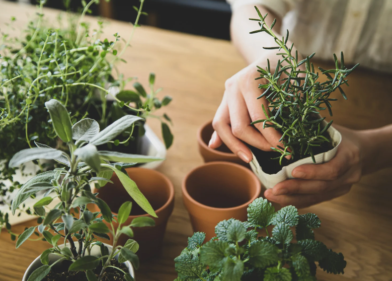 Discover the Power of Medicinal Plants: Unlock Nature's Secrets to Health and Well-being