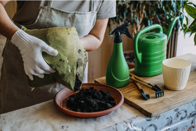 The Root of the Matter: A Guide to Choosing the Right Pot and Soil for Your Houseplants