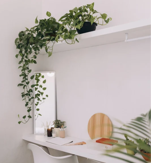 Creating a Minimalist Plant Display: A Detailed Guide