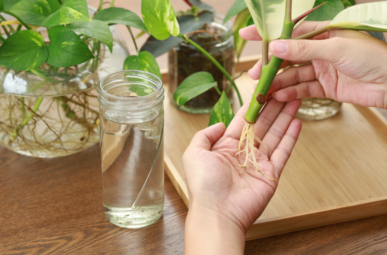 Plant More, Spend Less: A Beginner's Guide to Propagation