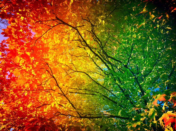 Why Leaves Turn Red, Yellow, and Gold: The Chemistry of Fall Colors