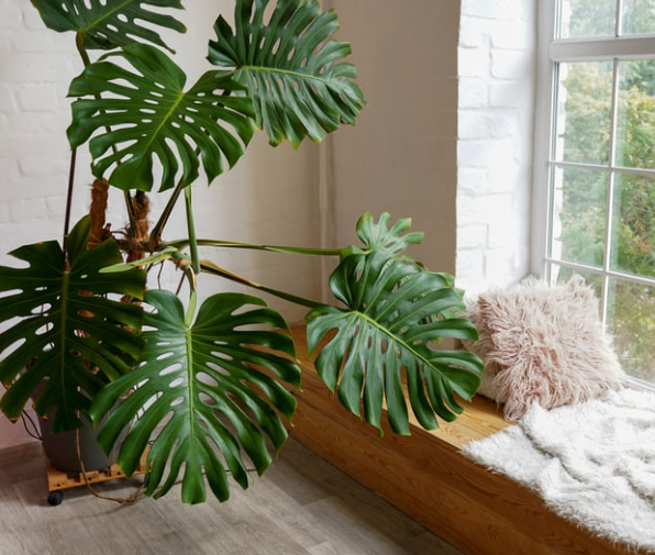 Monstera 101: Care, Pruning, and Propagation for Healthy Plants