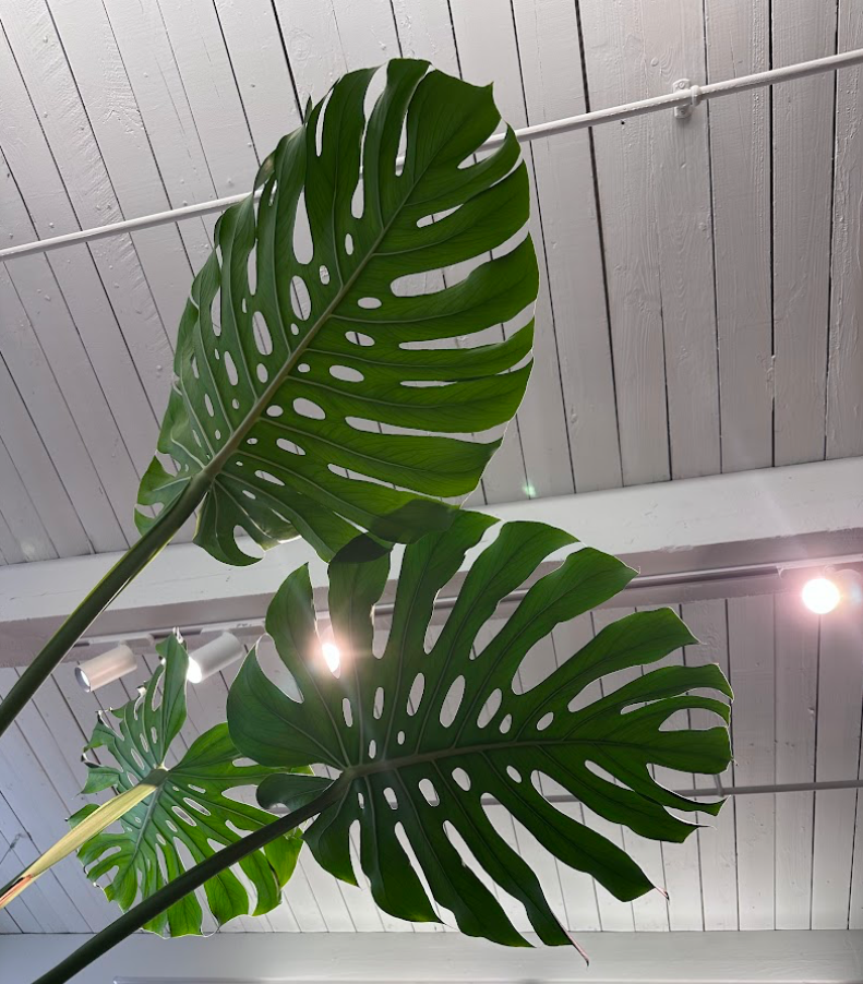 Monstera Care and Grow Guide