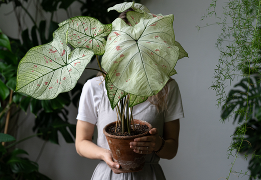 The Most Expensive Houseplants of 2025: Greenery That’s Worth the Investment