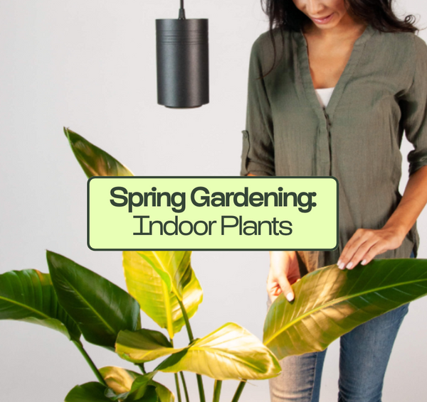 Spring Into Growth: Essential Gardening Tips for Houseplants - Soltech