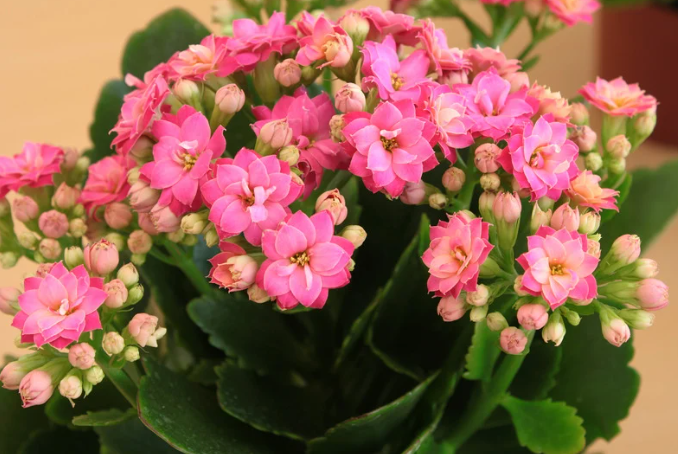 Kalanchoe Plant Care: A Complete Guide to Thriving Succulent Blooms