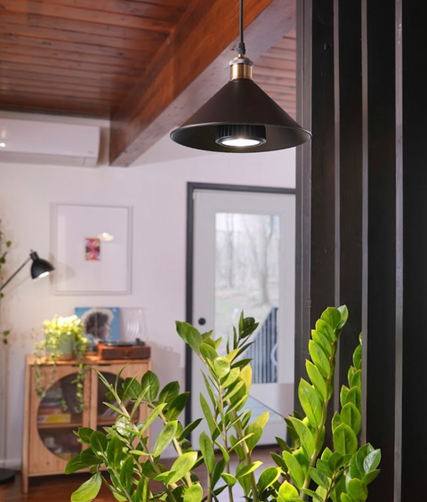 New to Plants? These Easy Houseplants Are Perfect for You