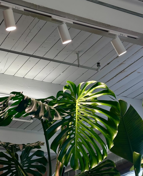 What Are the Holes in Monstera Leaves Called?