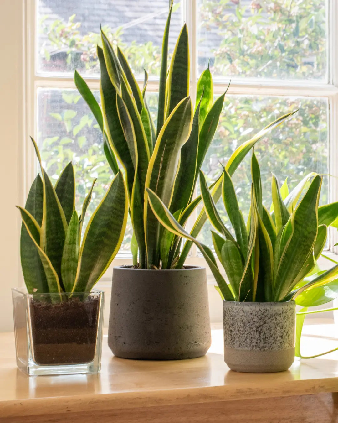 The Best Hardy Houseplants for Busy People: Low-Maintenance Greenery That Actually Lasts