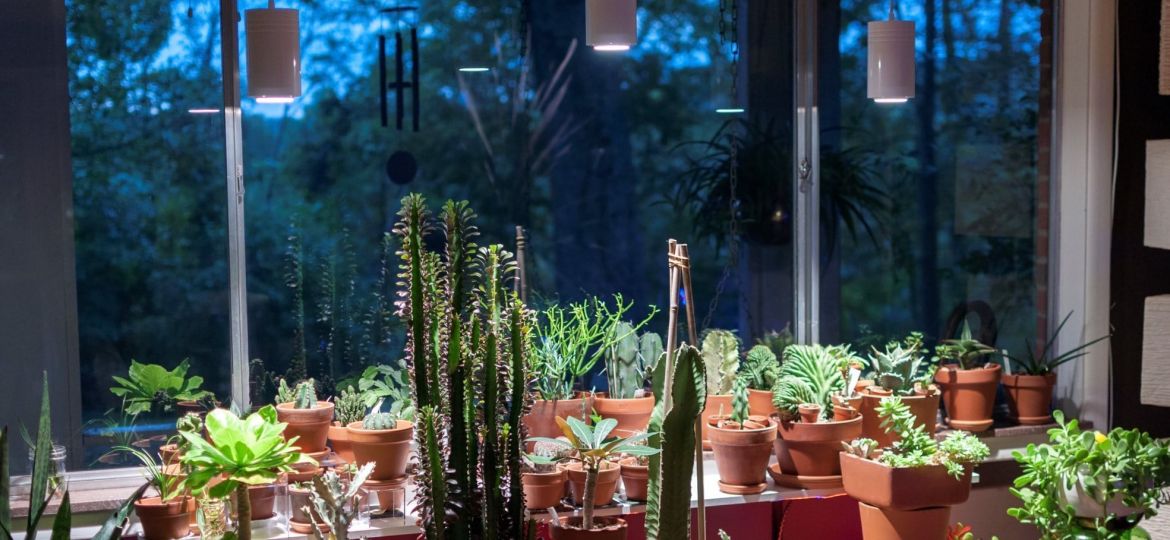 10 Online Plant Stores to be Thankful for!