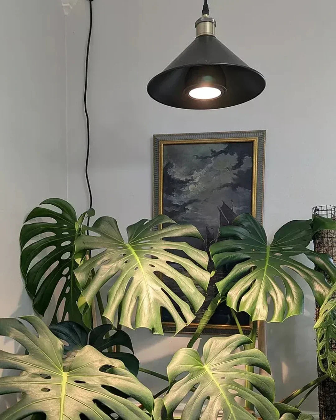 Why Aren't My Monstera's Leaves Splitting? 6 Common Causes and How to Fix Them