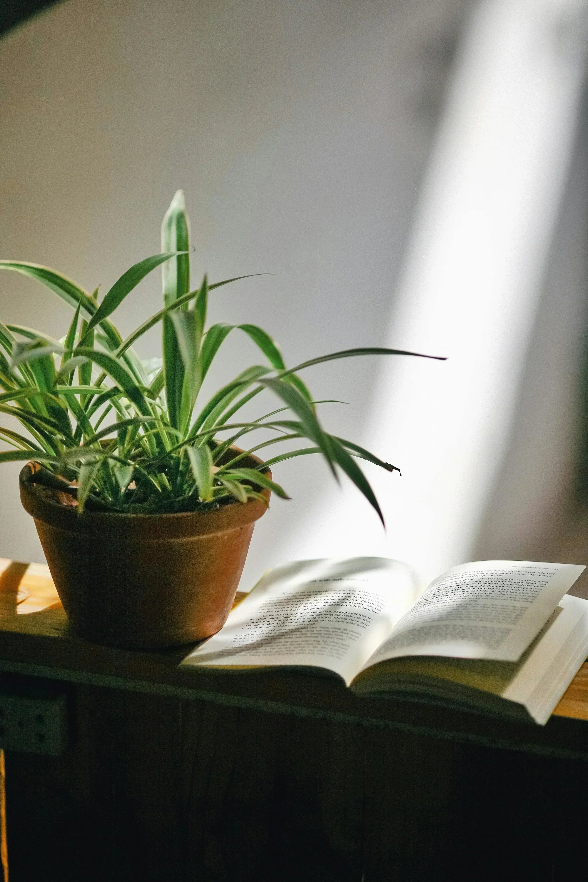 Ultimate Guide to Spider Plant Care: How to Keep Your Chlorophytum Thriving