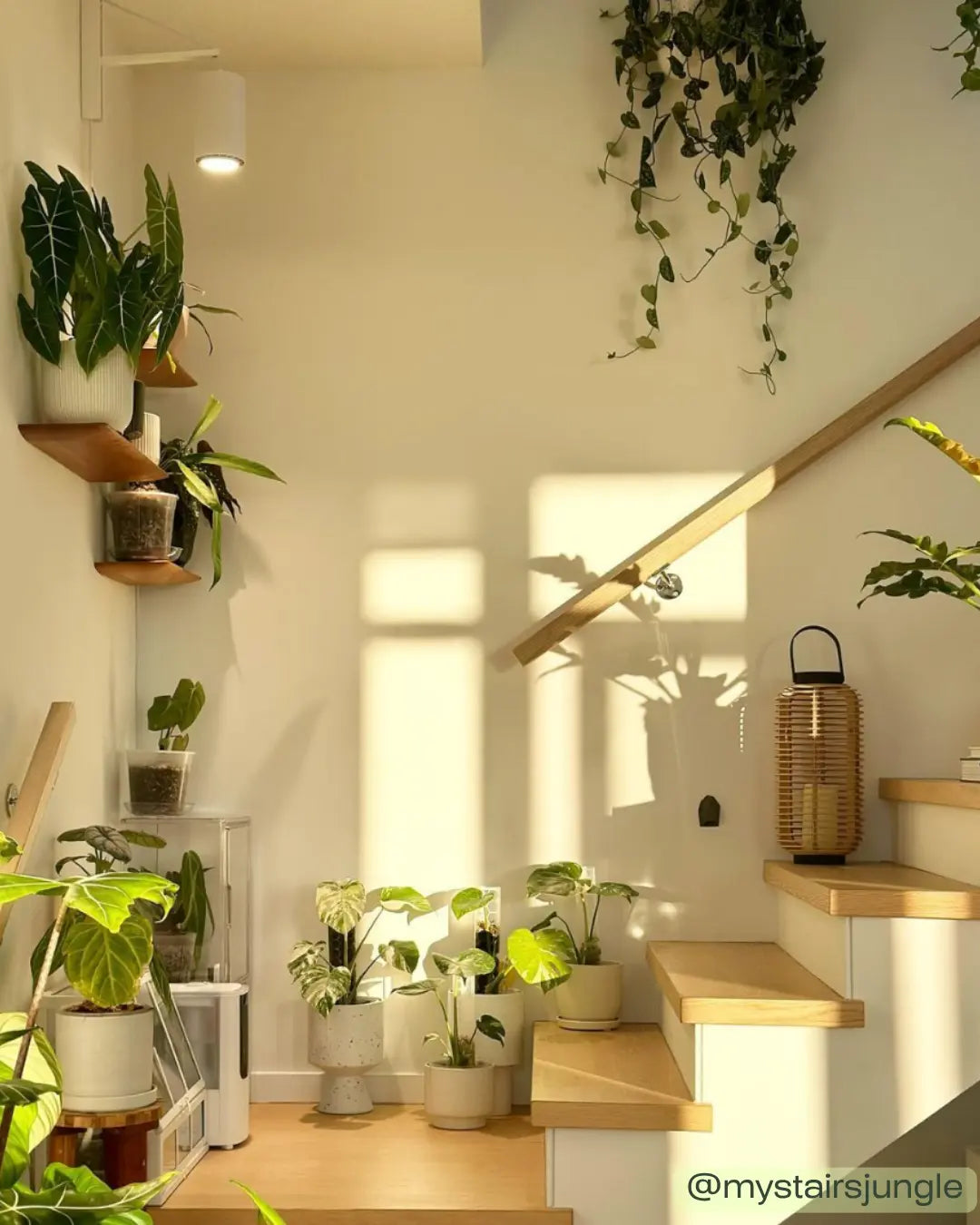 What Are the Best Plants for a Staircase Garden?